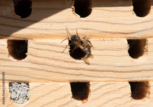 Biene gehörnte Mauerbiene Bienenhaus Bienenhotel Osmia cornute European orchard bee Brut Nest 008 photo