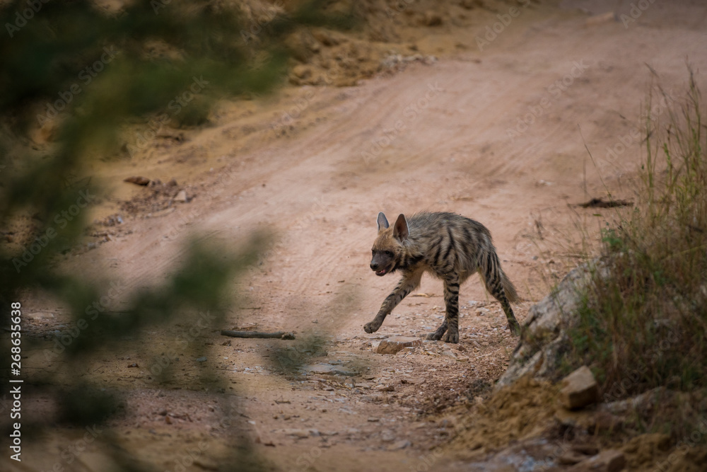 Obraz premium A wild encounter with walking Striped hyena (Hyaena hyaena) on a jungle trail at ranthambore national park, rajasthan, india