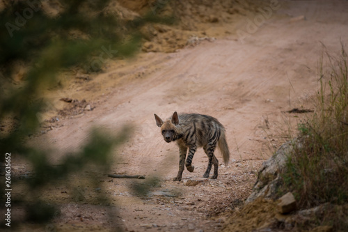 A wild encounter with walking Striped hyena  Hyaena hyaena  on a jungle trail at ranthambore national park  rajasthan  india
