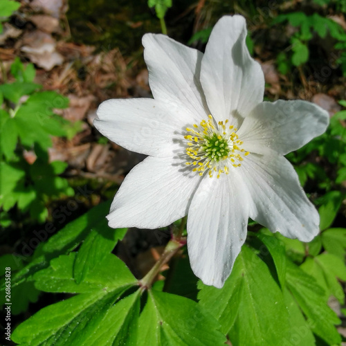 Close up of white wood anemone in spring.