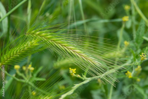 Wild Barley Inflorescence in Springtime