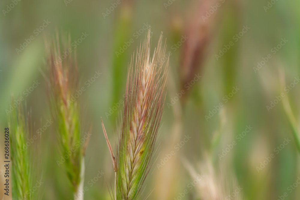 Wild Barley Inflorescence in Springtime Wild Barley Inflorescence in Springtime