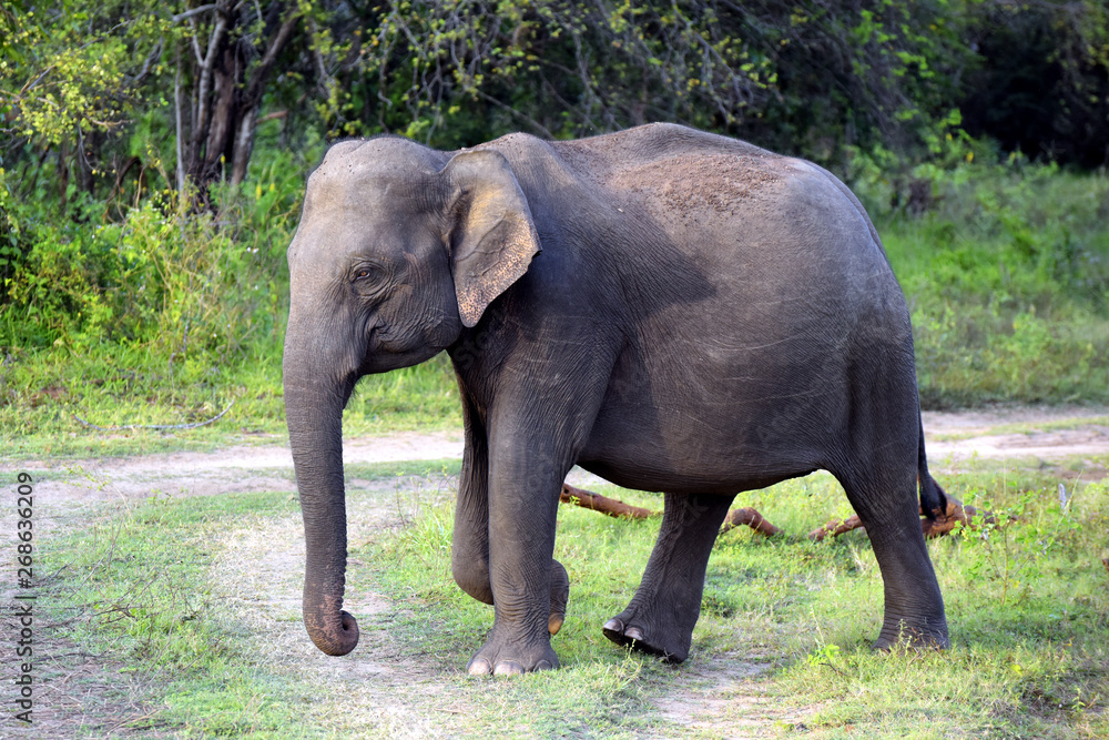 wild Asian elephant in Minneriya national park in Sri Lanka