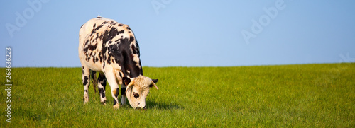 Leinwand Poster Vache type Normande dans les prés