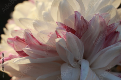 close-up macro image of pink and white delicate soft twisted petals of a chysanthemum flower in a garden, rural New South Wales, Australia © fieldofvision