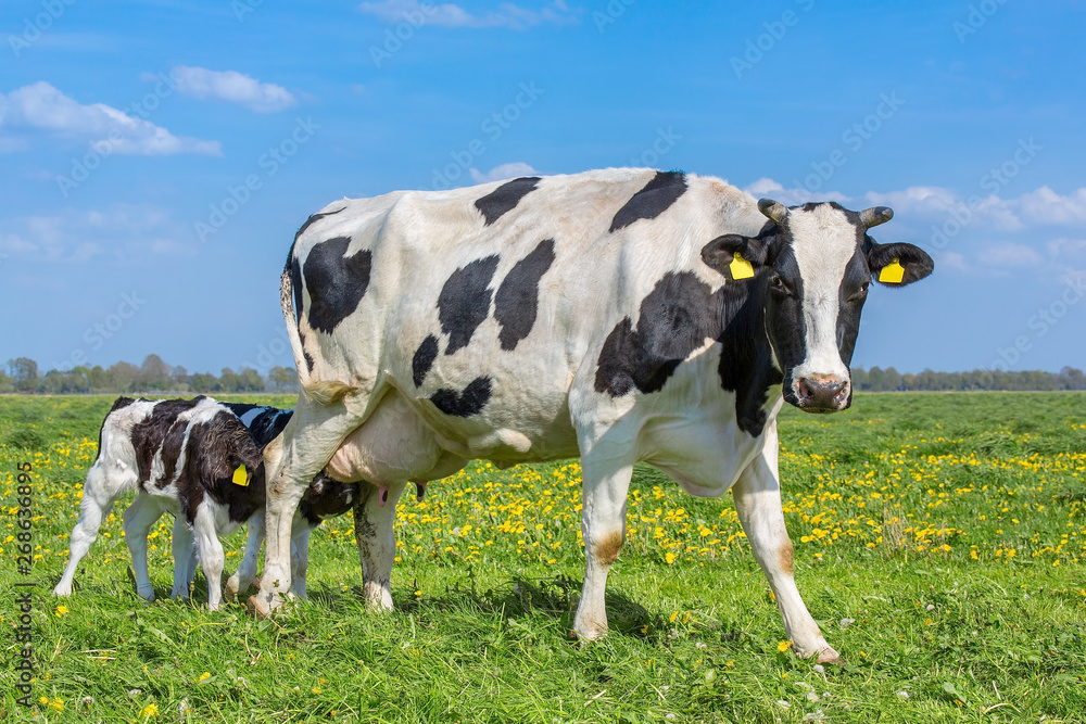 Mother cow with drinking calves in european meadow
