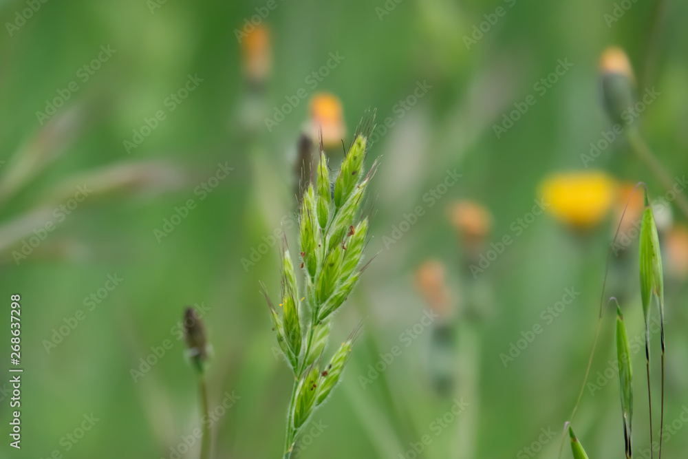 Wild Brome Inflorescence in Springtime Wild Brome Inflorescence in Springtime