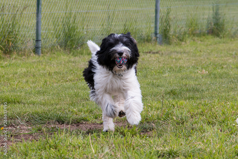 Schapendoes Puppy playing