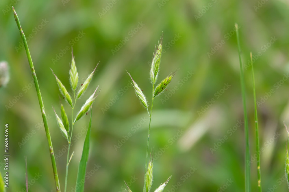 Wild Brome Inflorescence in Springtime Wild Brome Inflorescence in Springtime