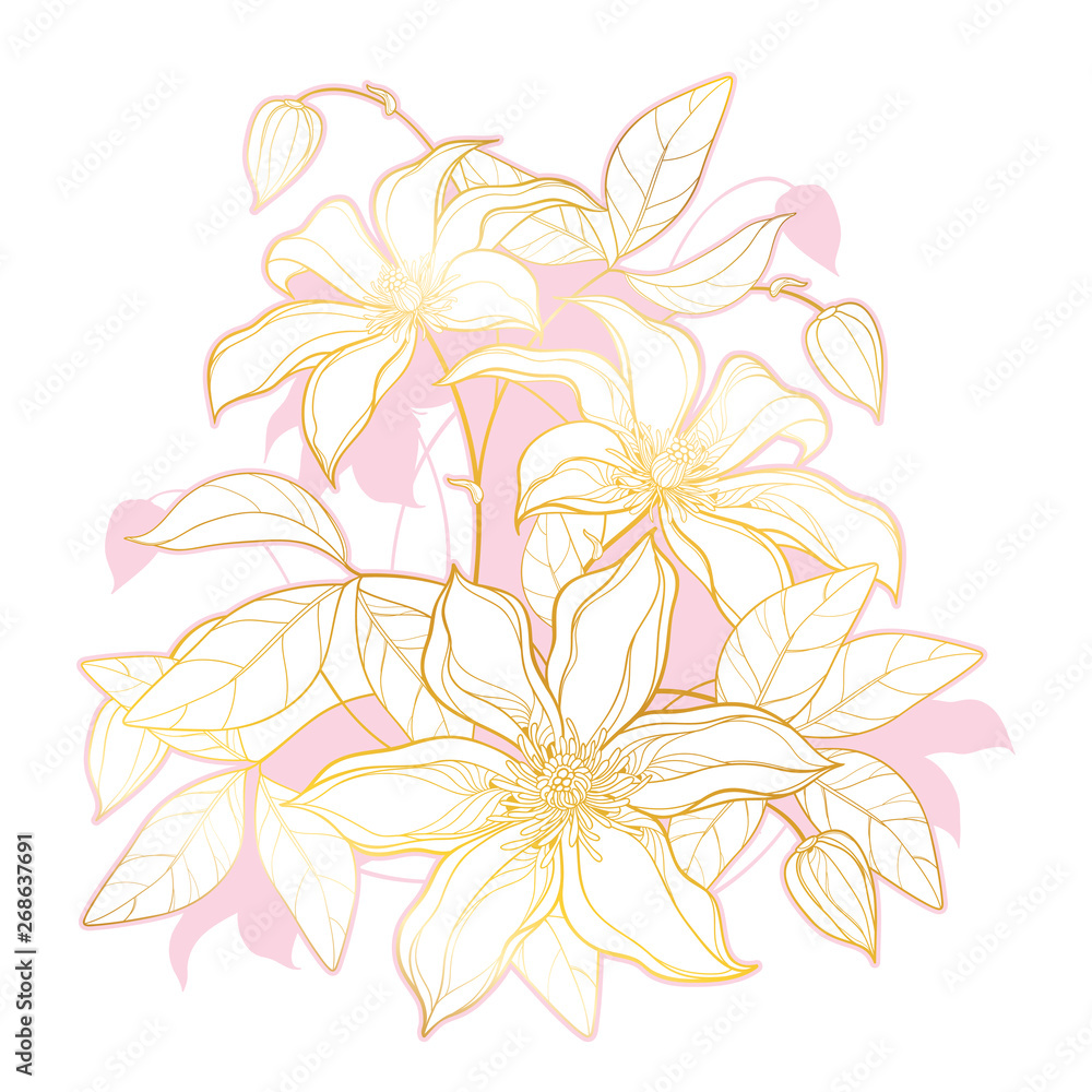 Bouquet of outline Clematis or Traveller's joy ornate flower bunch, bud and leaf in gold and pink isolated on white background. 