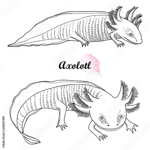 Set of outline Mexican axolotl or walking fish in black isolated on white background. 