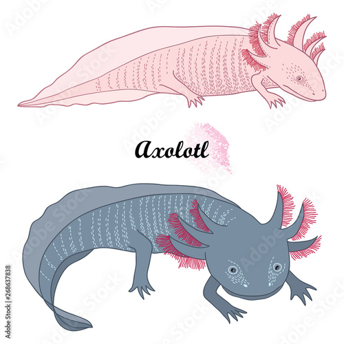 Set of outline Mexican axolotl or walking fish in black and albino isolated on white background.