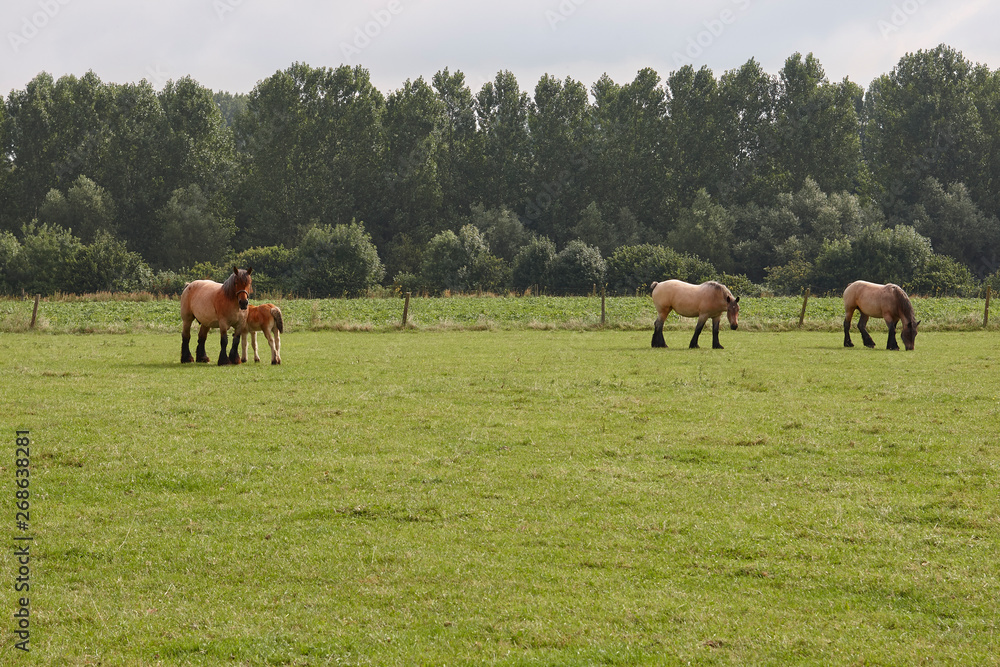 Flemish horses grazing in a meadow