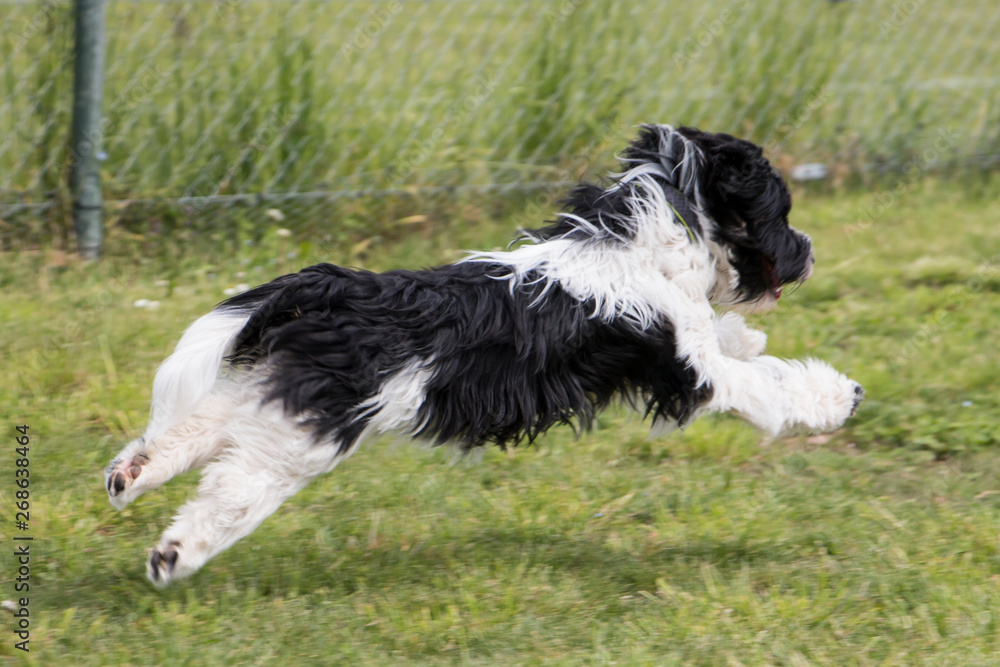 Schapendoes Puppy playing and runnig Schapendoes Puppy playing and runnig