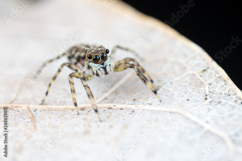 Frewena sp., a camoflaged jumping spider from Australia with large eyes and white palps © peter