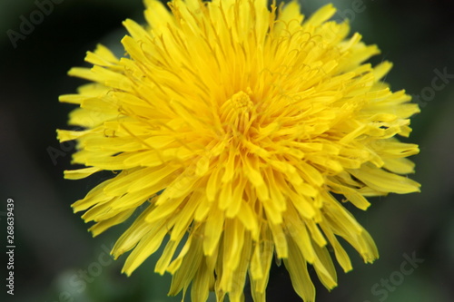 Yellow dandelions blooming in the spring