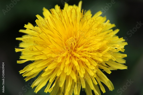 Dandelions bloomed in the spring in the field