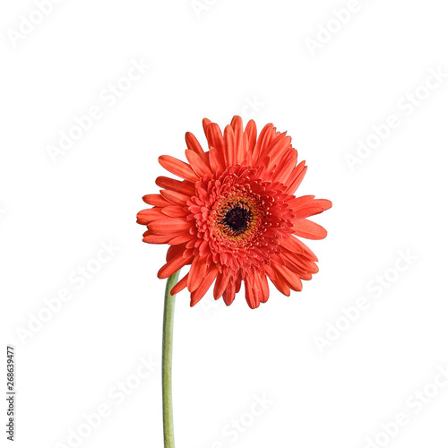 Red Gerber flower on white background