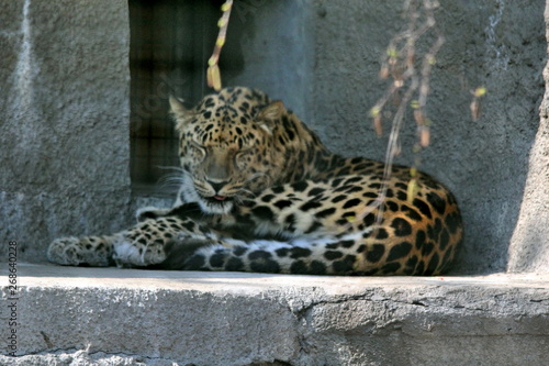 Leopard in a cage in the zoo lies