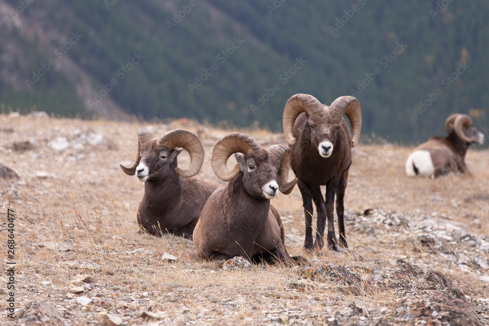 Naklejka premium Big Horn Sheep in Jasper National Park, Alberta Canada 