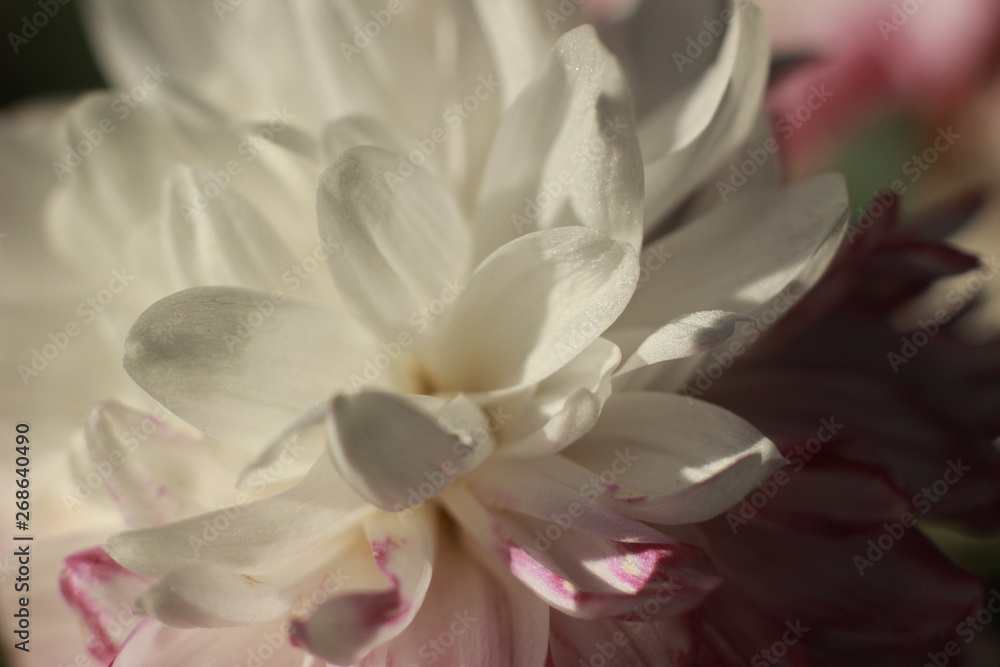 close-up macro image of pink and white delicate soft twisted petals of a chysanthemum flower in a garden, rural New South Wales, Australia