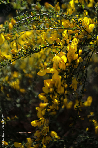 yellow flowers in the garden © Garuda
