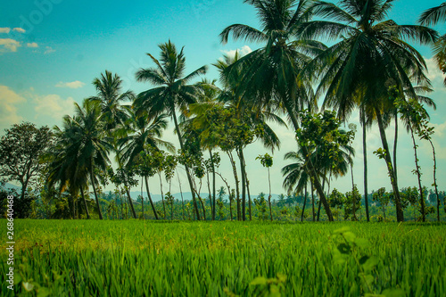 krajobraz pola ryżowe