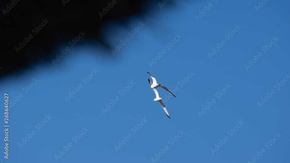 Obraz premium Vol de mouette sur l'ile grecque de Leros
