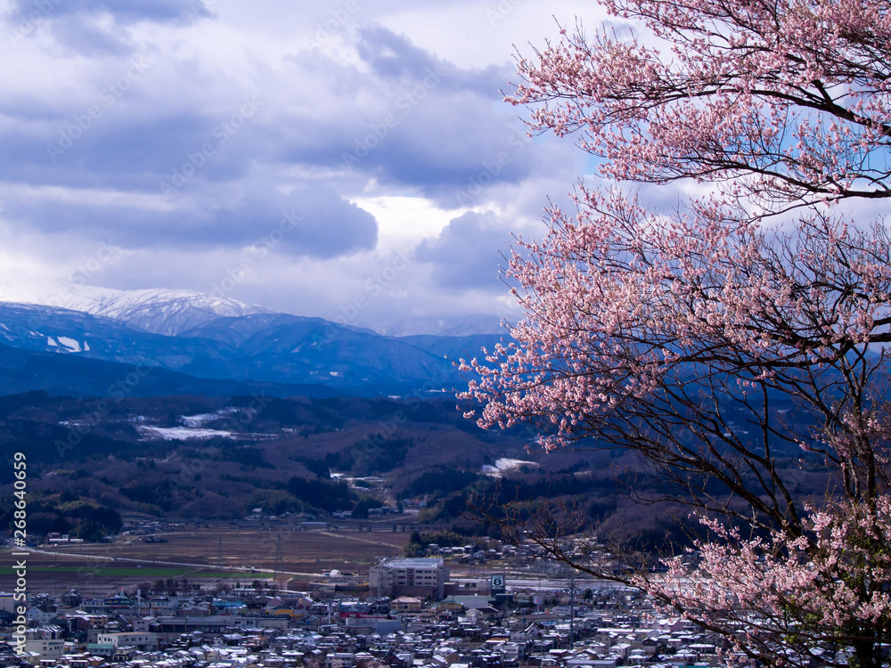Bouquet of Sakura Flowers Blooming behind The Town Bouquet of Sakura Flowers Blooming behind The Town