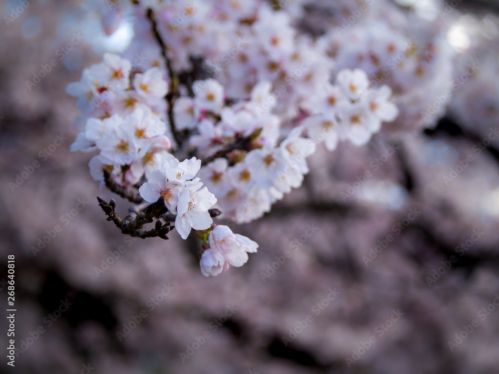 Bouquet of Sakura Flowers Hanging Bouquet of Sakura Flowers Hanging
