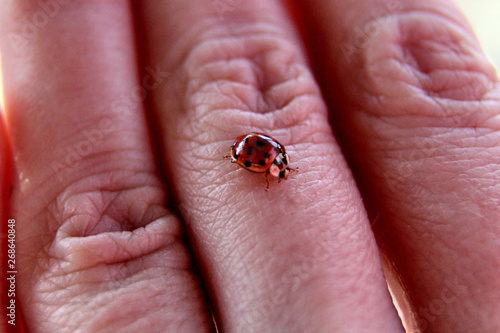 Red ladybug crawling on the fingers of the hand