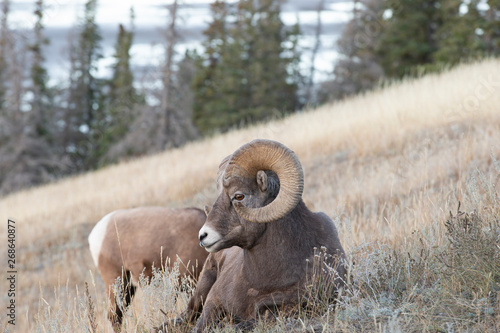 Big Horn Sheep in Jasper National Park  Alberta Canada 