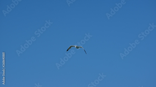 Vol de mouette sur l'ile grecque de Leros