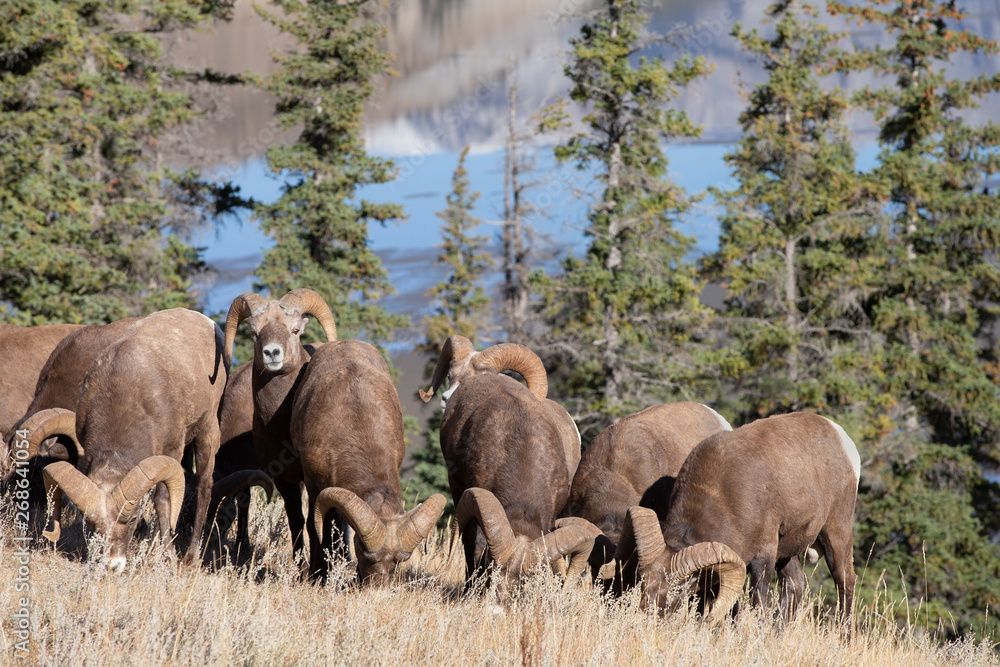 Big Horn Sheep in Jasper National Park, Alberta Canada Big Horn Sheep in Jasper National Park, Alberta Canada