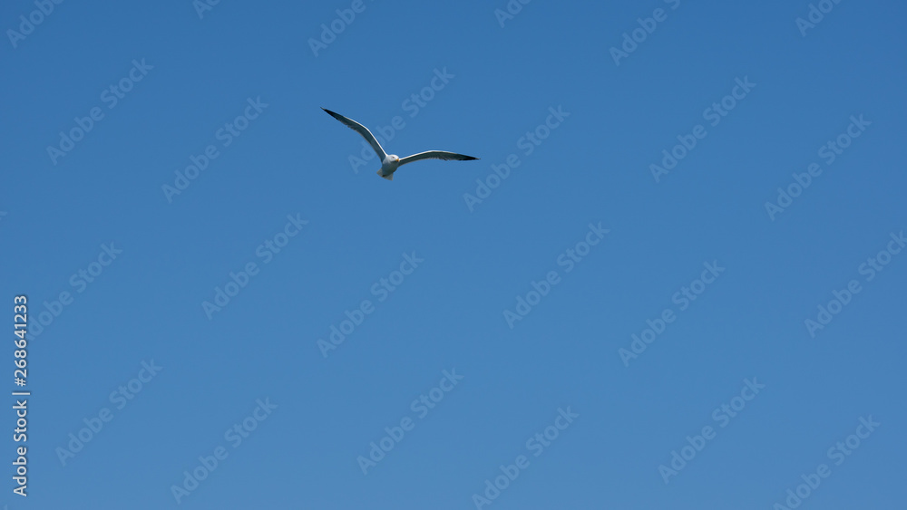 Vol de mouette dans le ciel bleu de Grece Vol de mouette dans le ciel bleu de Grece