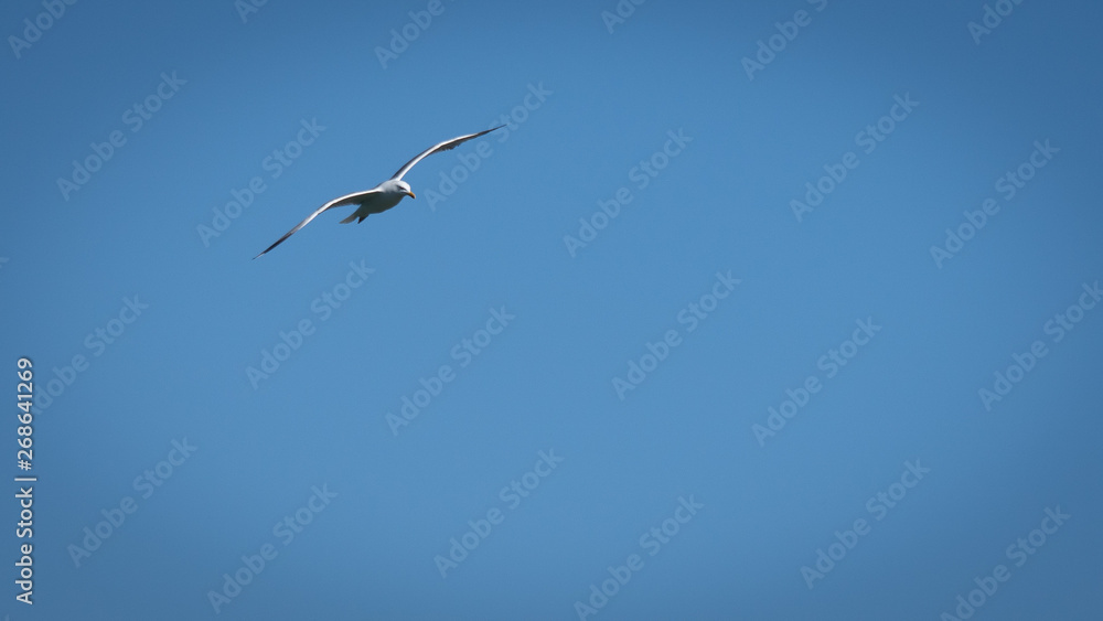 Obraz premium Vol de mouette dans le ciel bleu de Grece