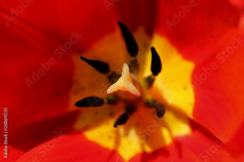 Red poppy. Pestle close up