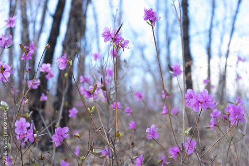 blooming rosemary on the hill