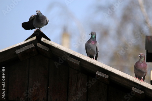 Pigeons sit on the roof during the day © Сергей Инников