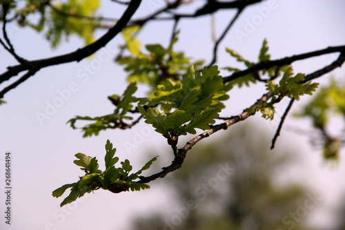 Young oak leaves on a branch in spring