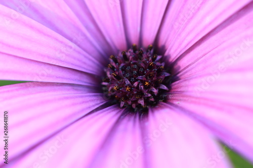 close up macro image of the small floral disc interior pollen carrying flowers in the centre of a colorful fresh daisy flower in a garden  New South Wales  Australia