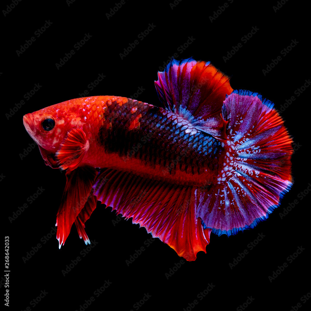 Betta fish Fight in the aquarium Betta fish Fight in the aquarium