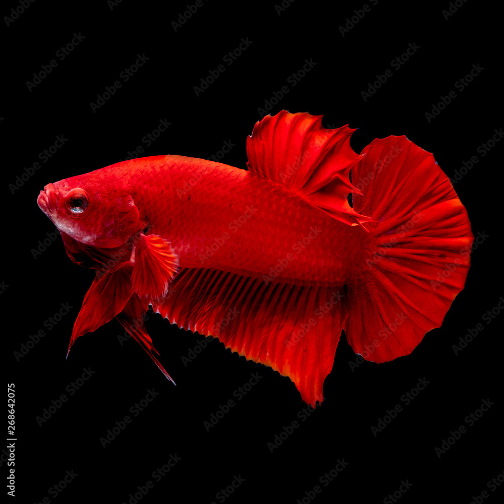 Betta fish Fight in the aquarium Betta fish Fight in the aquarium
