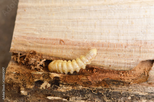 Obraz na plátně Longhorn beetle larvae