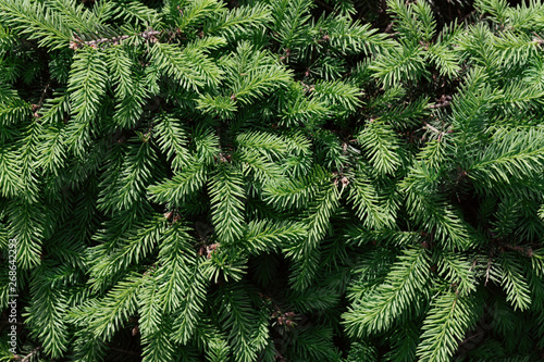 Background coniferous evergreen  spruce trees wallpaper