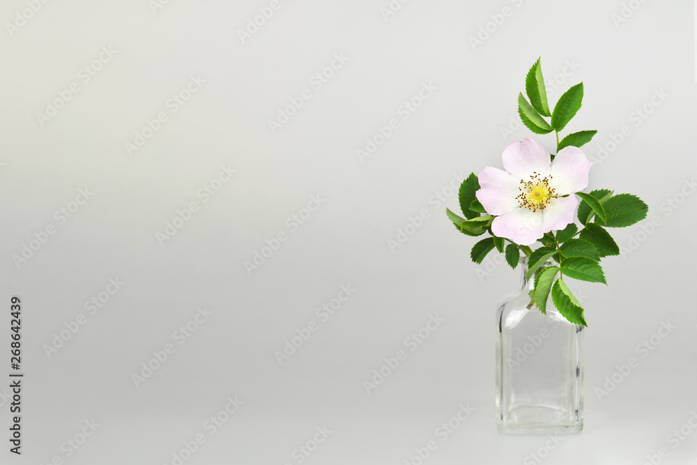 Wild rose in vase. Floral background with copy space