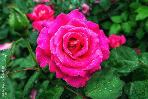 pink perfume rose flower
