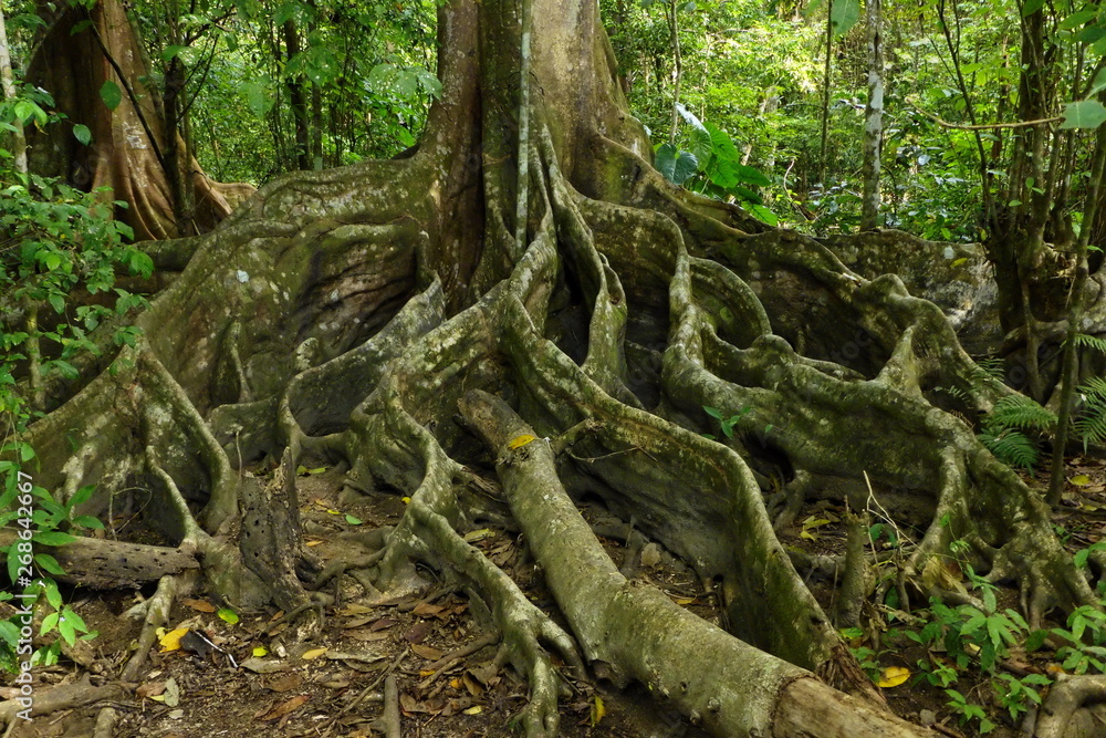Buttress roots of a tree in Corcovado NP near Puerto Jimenez on peninsula Osa in Costa Rica Buttress roots of a tree in Corcovado NP near Puerto Jimenez on peninsula Osa in Costa Rica