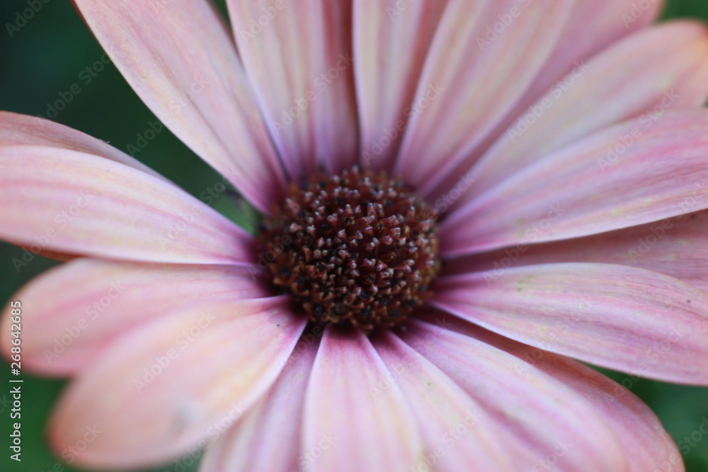 close up macro image of the small floral disc interior pollen carrying flowers in the centre of a colorful fresh daisy flower in a garden, New South Wales, Australia close up macro image of the small floral disc interior pollen carrying flowers in the centre of a colorful fresh daisy flower in a garden, New South Wales, Australia