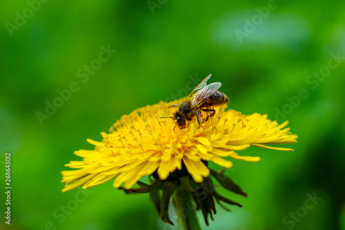The bee collects pollen on yellow dandelion in green grass in the garden in spring